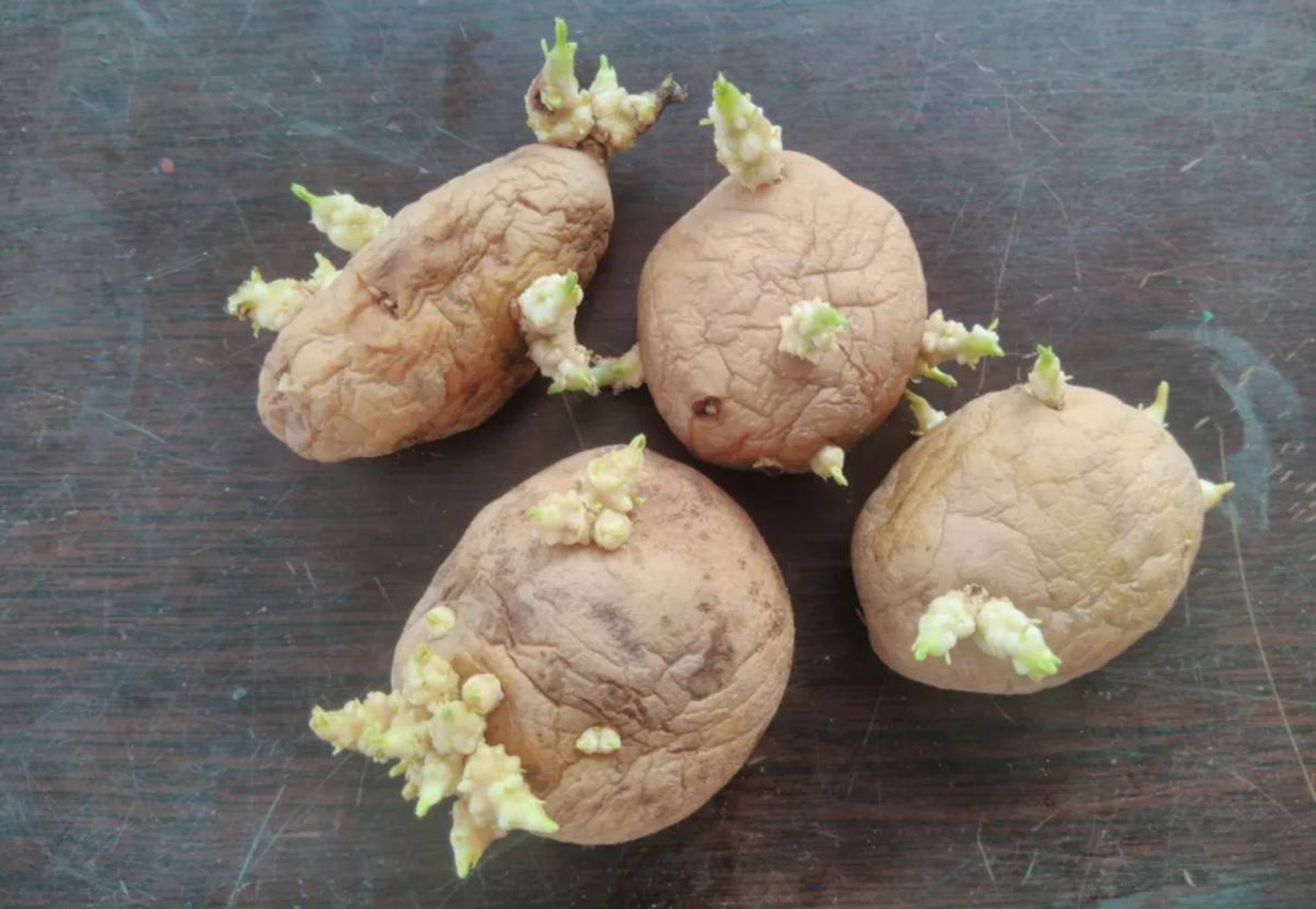 سیب زمینی جوانه زده