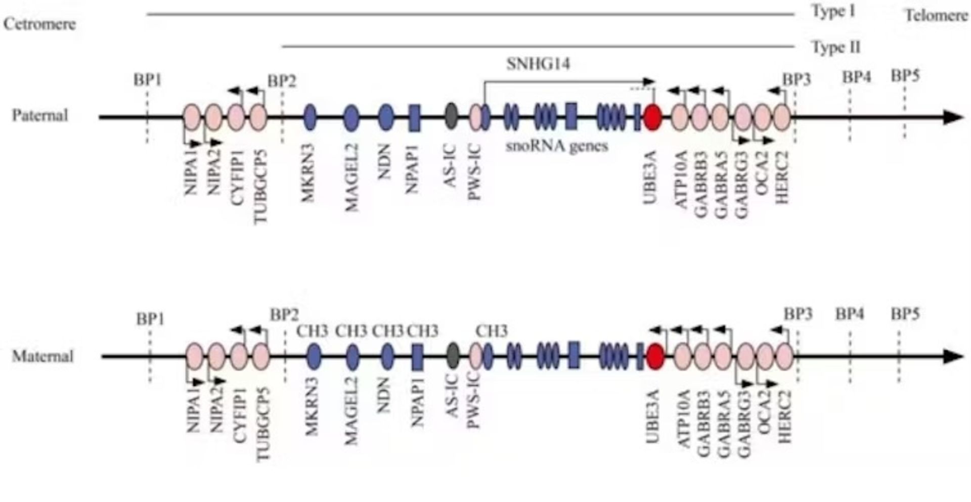 ژن‌های فعال و غیر فعال در بازوی بزرگ کروموزوم ۱۵ که باعث سندرم پرادر ویلی یا سندرم آنجلمن می‌شود