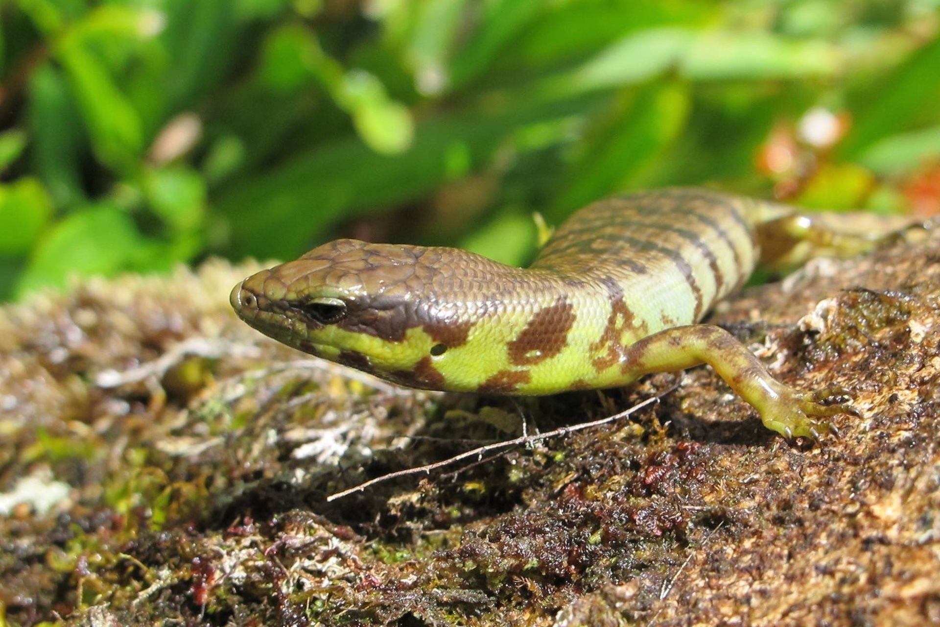 مارمولک خون سبز