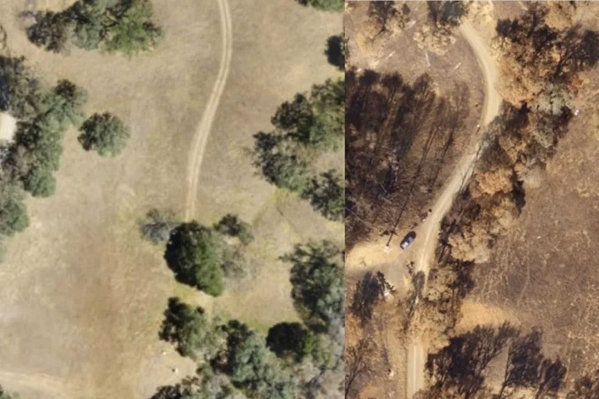 جنگل پس از آتش‌سوزی