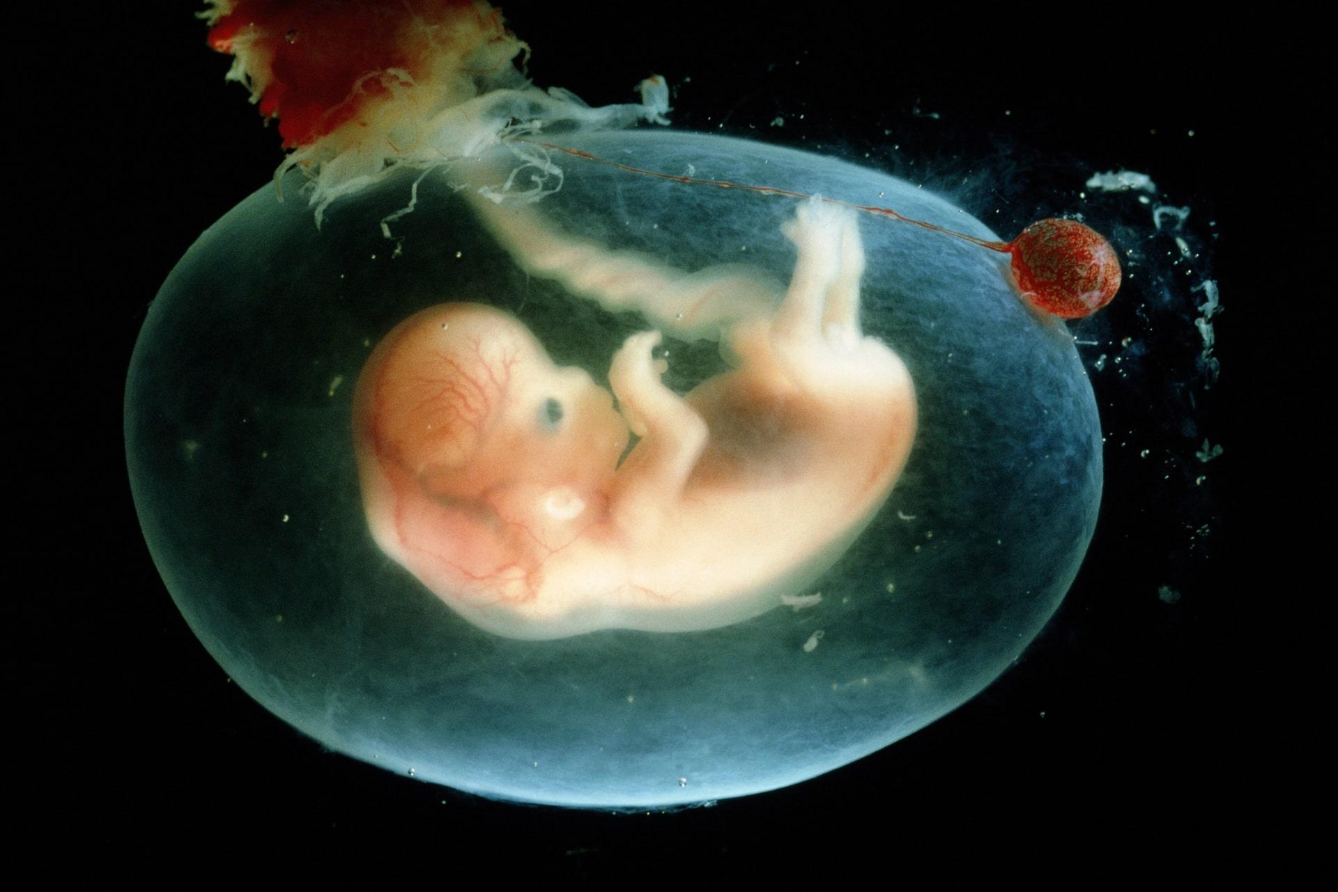 فرزندآوری حتی درمیان حیوانات کاری بسیار پرهزینه است