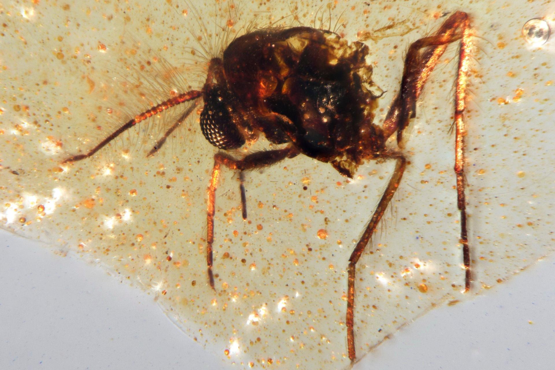مگس Diptera Nematocera از خانواده Chironomidae (پشه‌های غیرگزنده) در یک نمونه کهربا مربوط به دوران کرتاسه که در اکوادور کشف شده است.