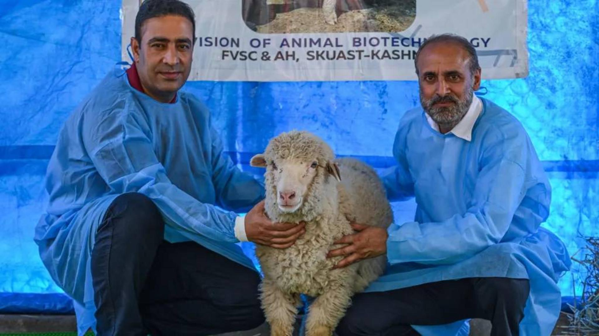 پژوهشگران سازنده گوسفند ویرایش ژنتیکی شده هند