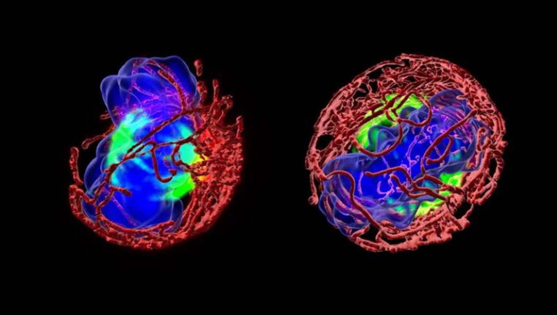 protein inside cells