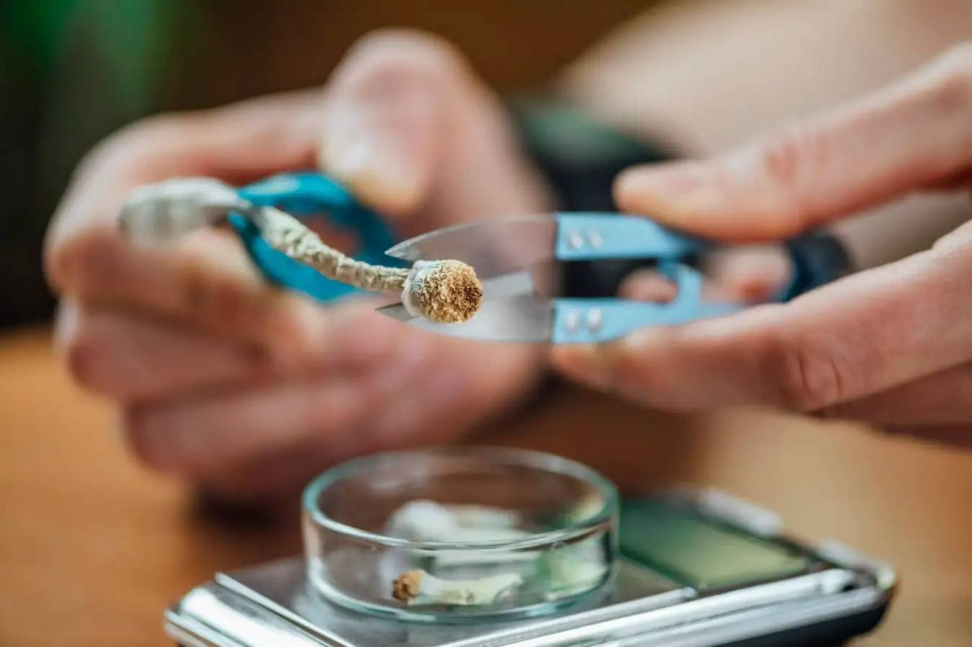  سایلوسایبین