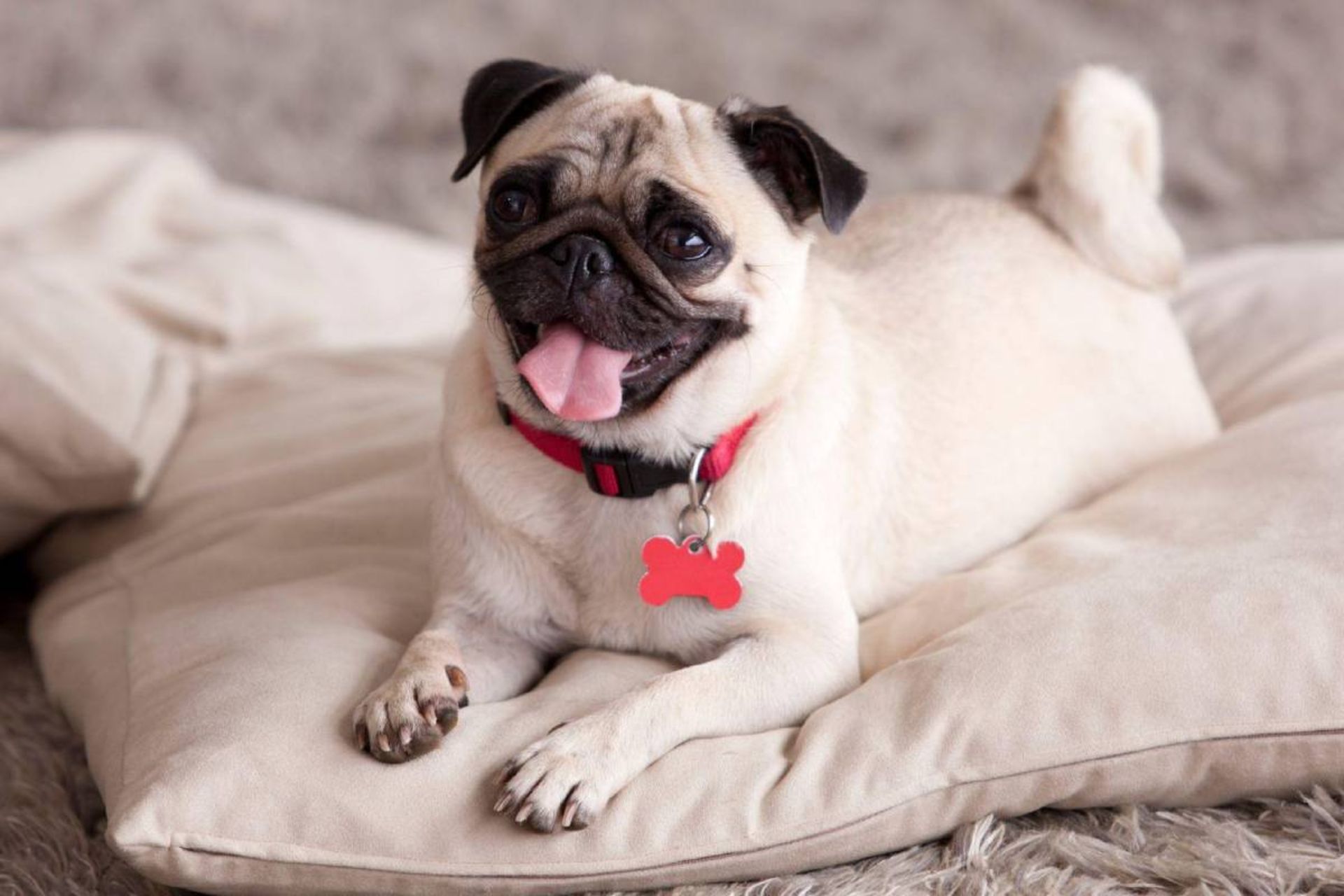 یک سگ پاگ کوچک بامزه در خانه در محل استراحتش