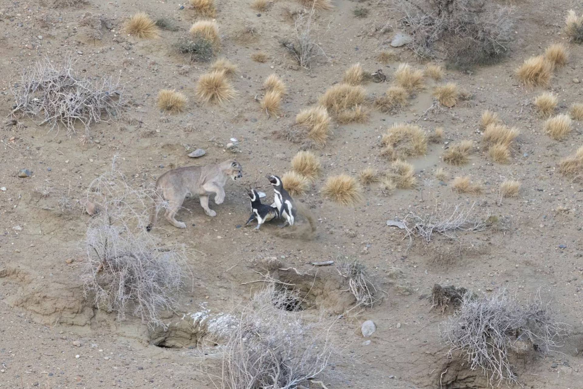 پوما درحال شکار پنگوئن‌های ماژلان