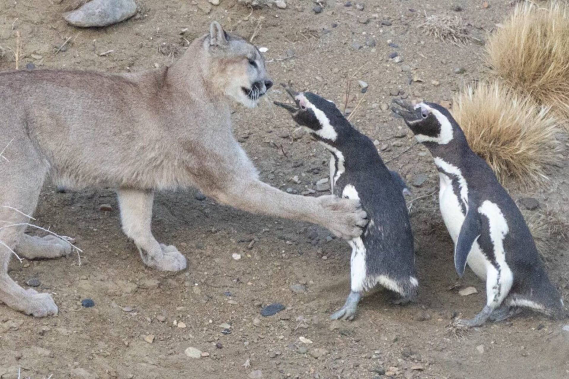 پوما و پنگوئن‌های ماژلان