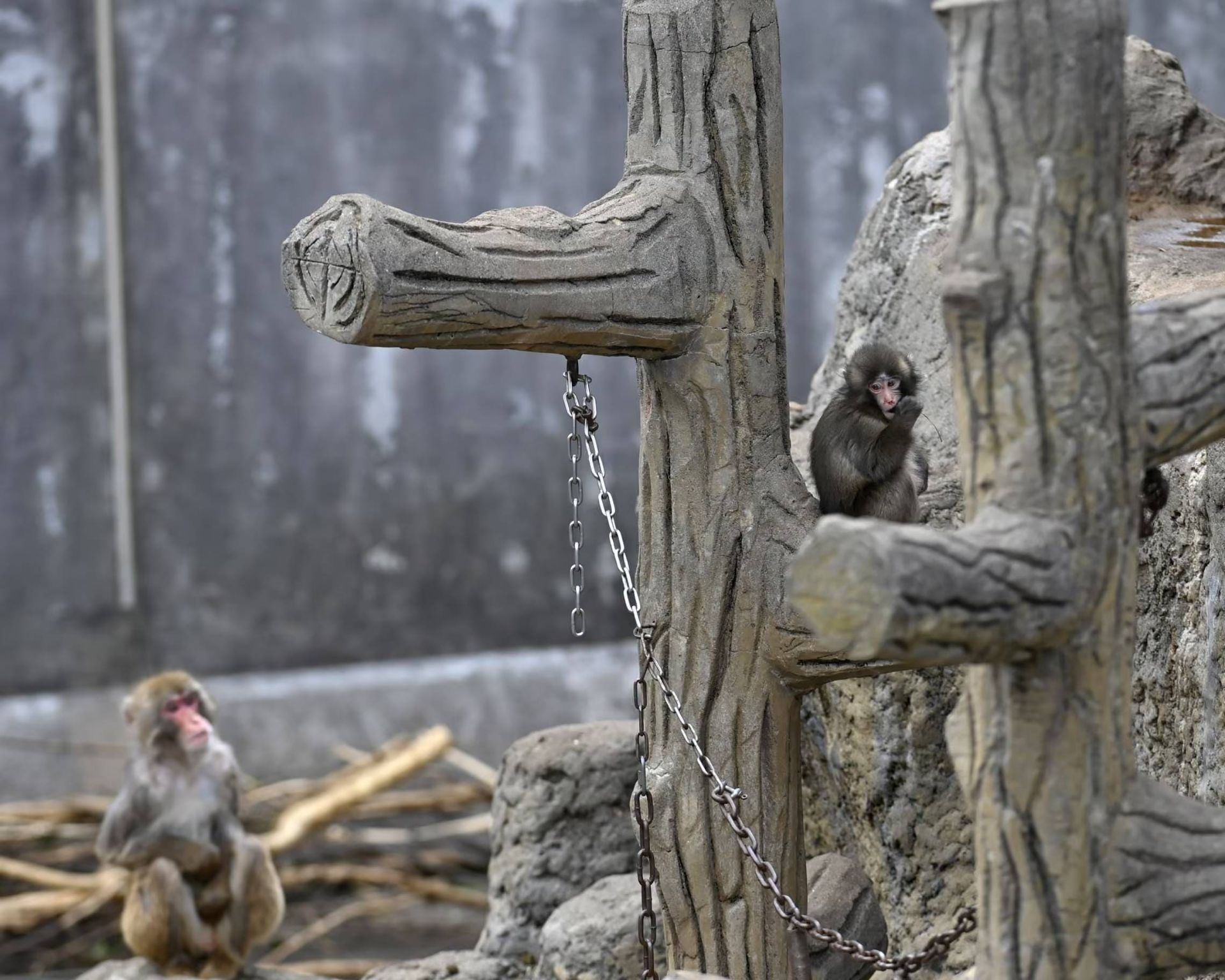 میمون پانج روی درخت مصنوعی