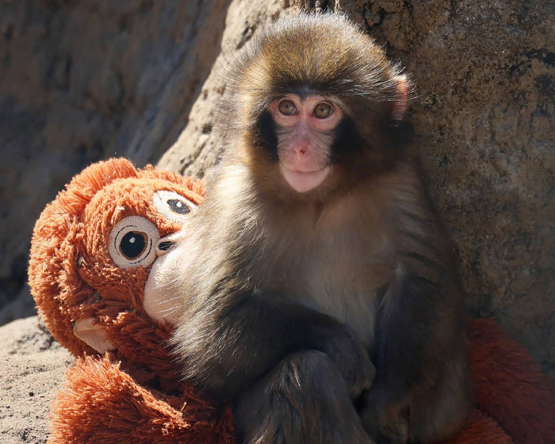 میمون پانچ و عروسک اورانگوتان