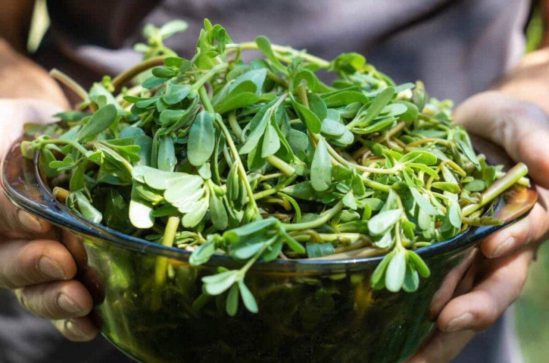 سبزی خرفه