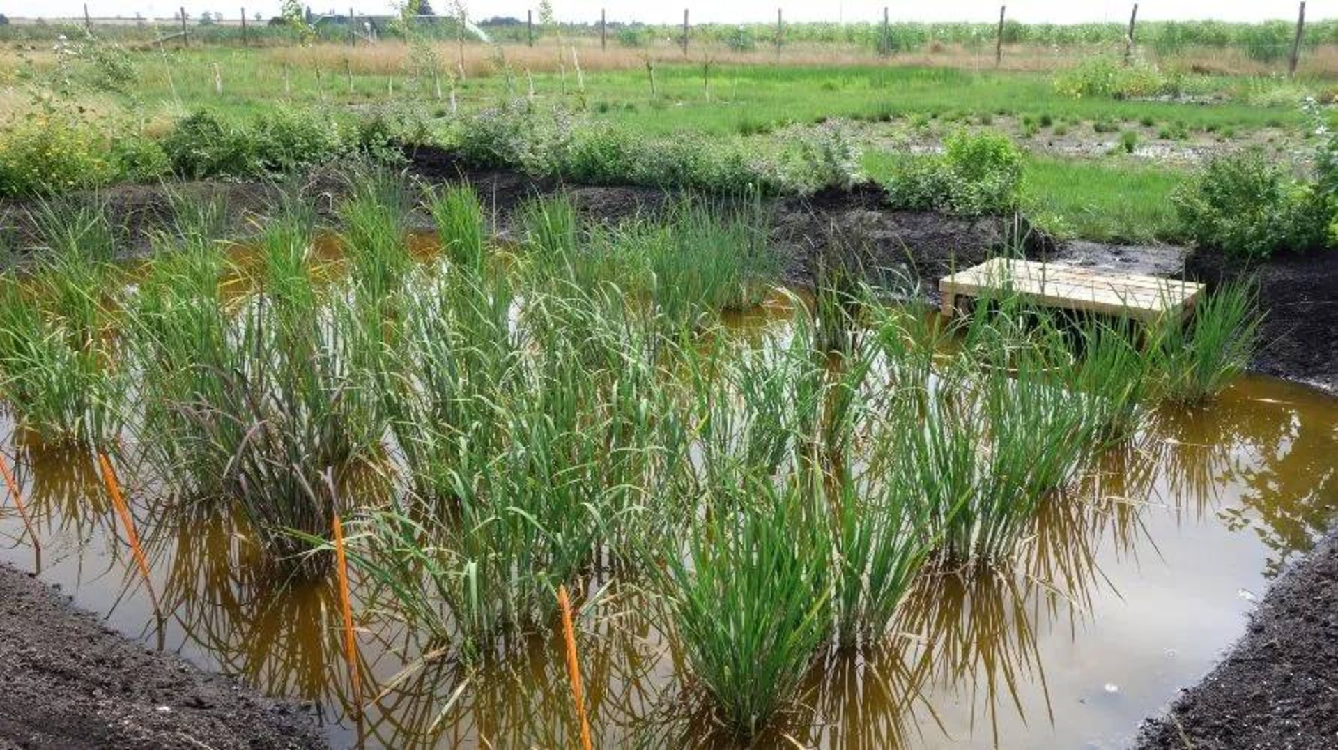 آزمایش کشت برنج در پایمور بریتانیا