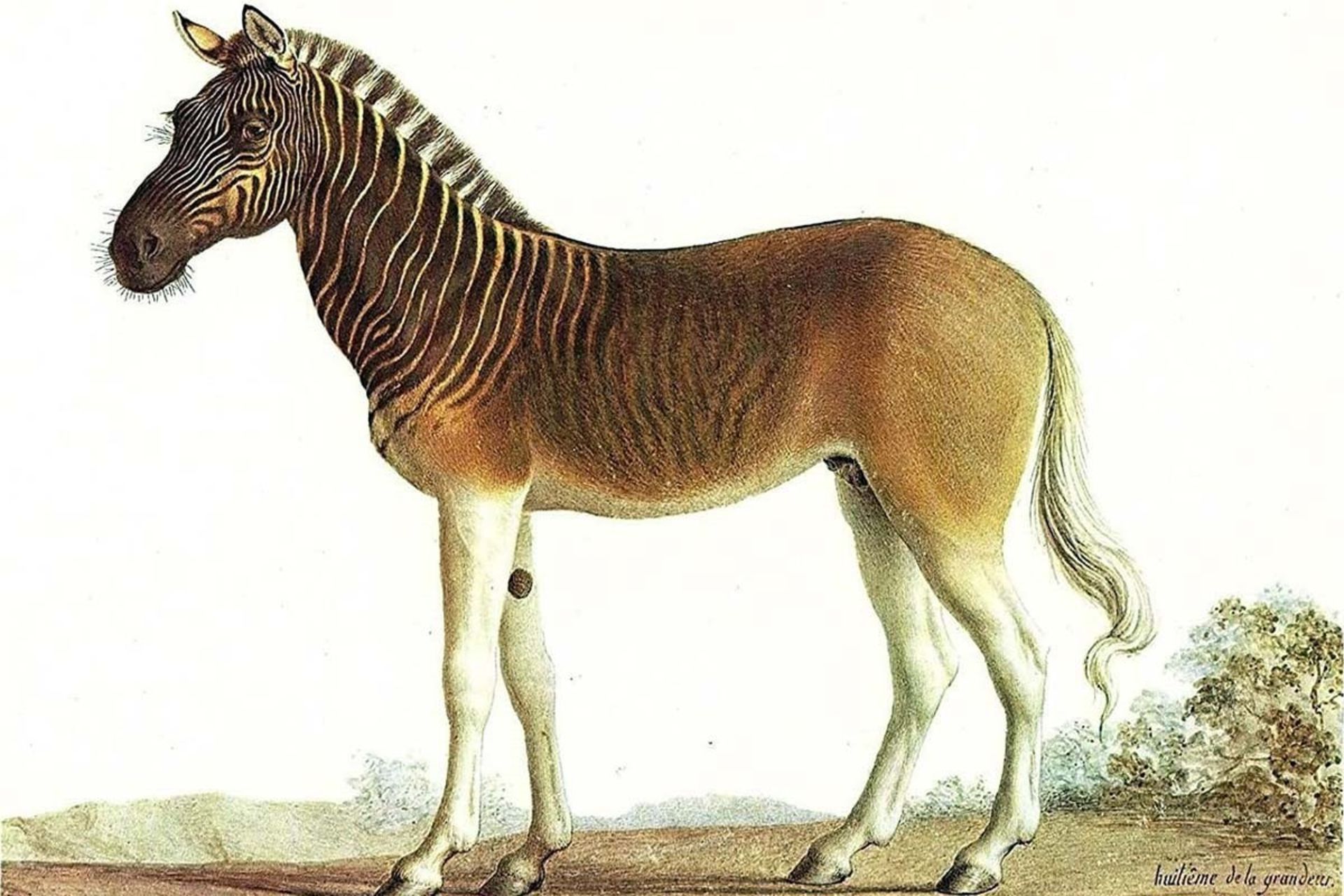 تصویرسازی کوآگا (Equus quagga quagga) نوعی زبرا