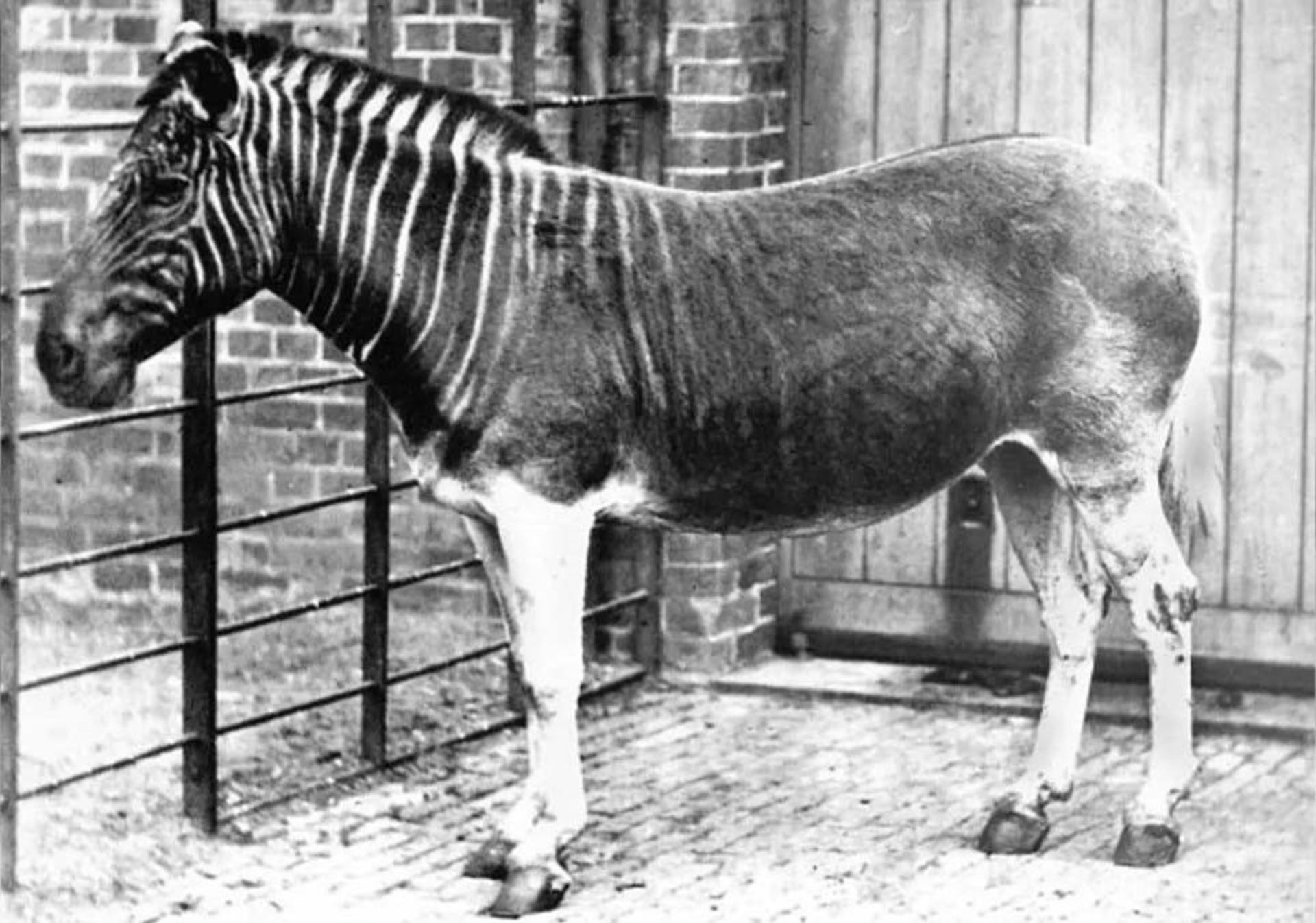 کوآگا (Equus quagga quagga)