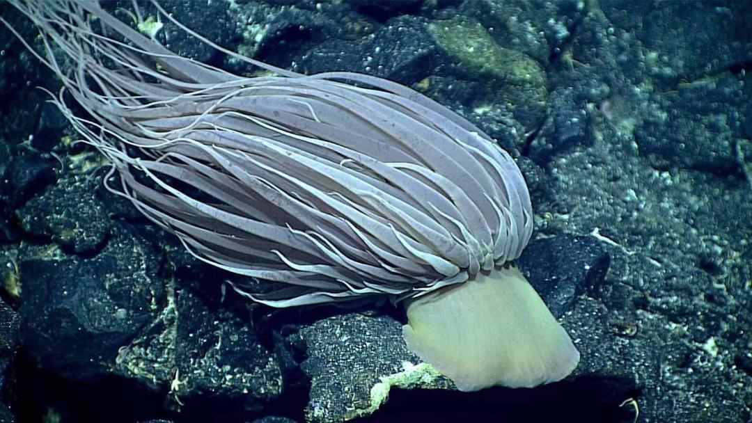 گزنده‌تبار گونه Relicanthus daphneae