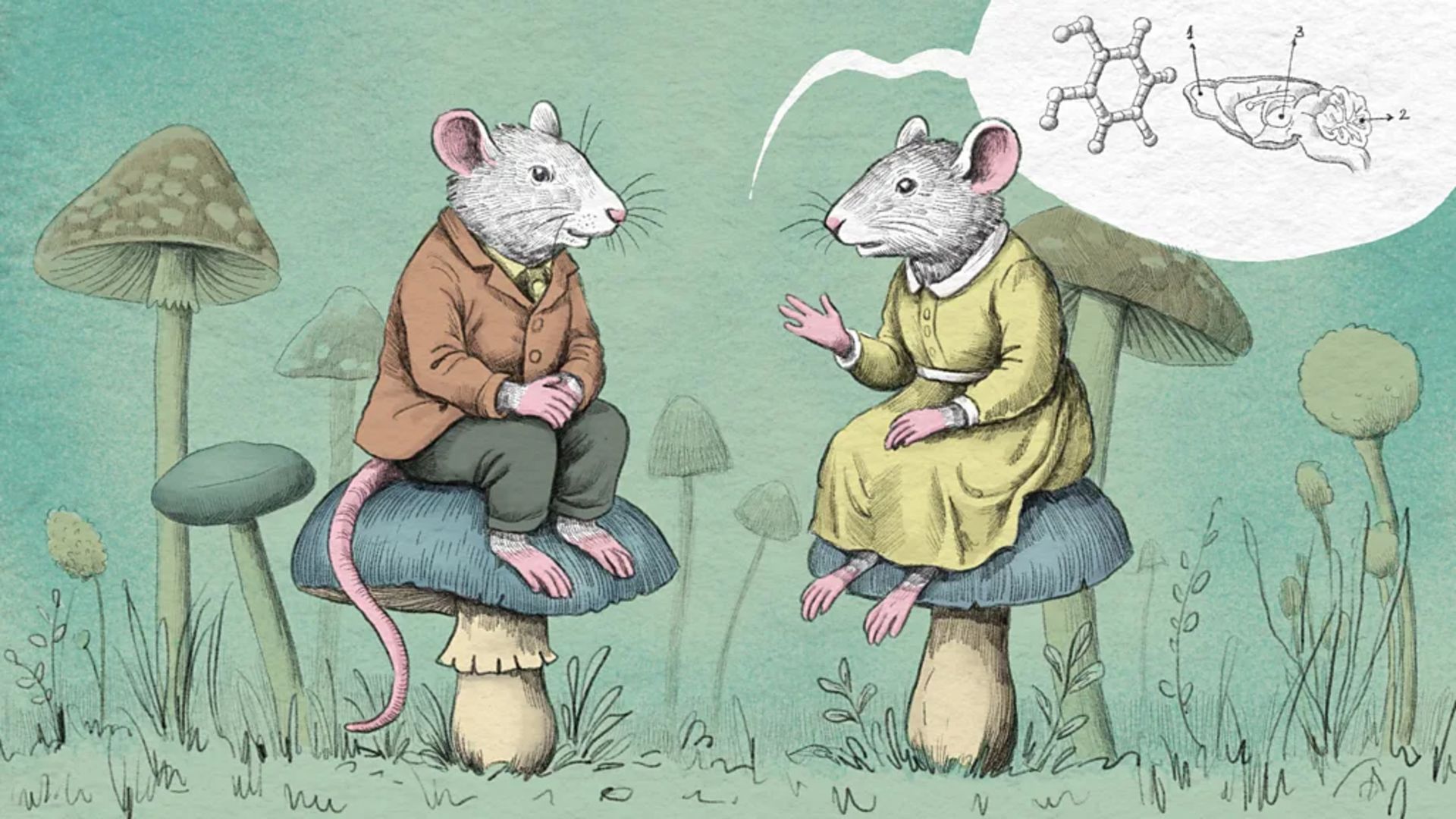 خرگوش‌های نشسته روی قارچ