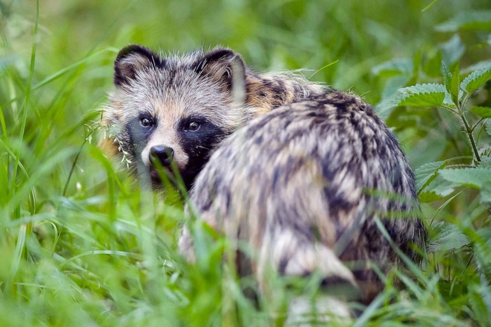 احتمال انتقال ویروس کرونا از سگ‌راکون به انسان