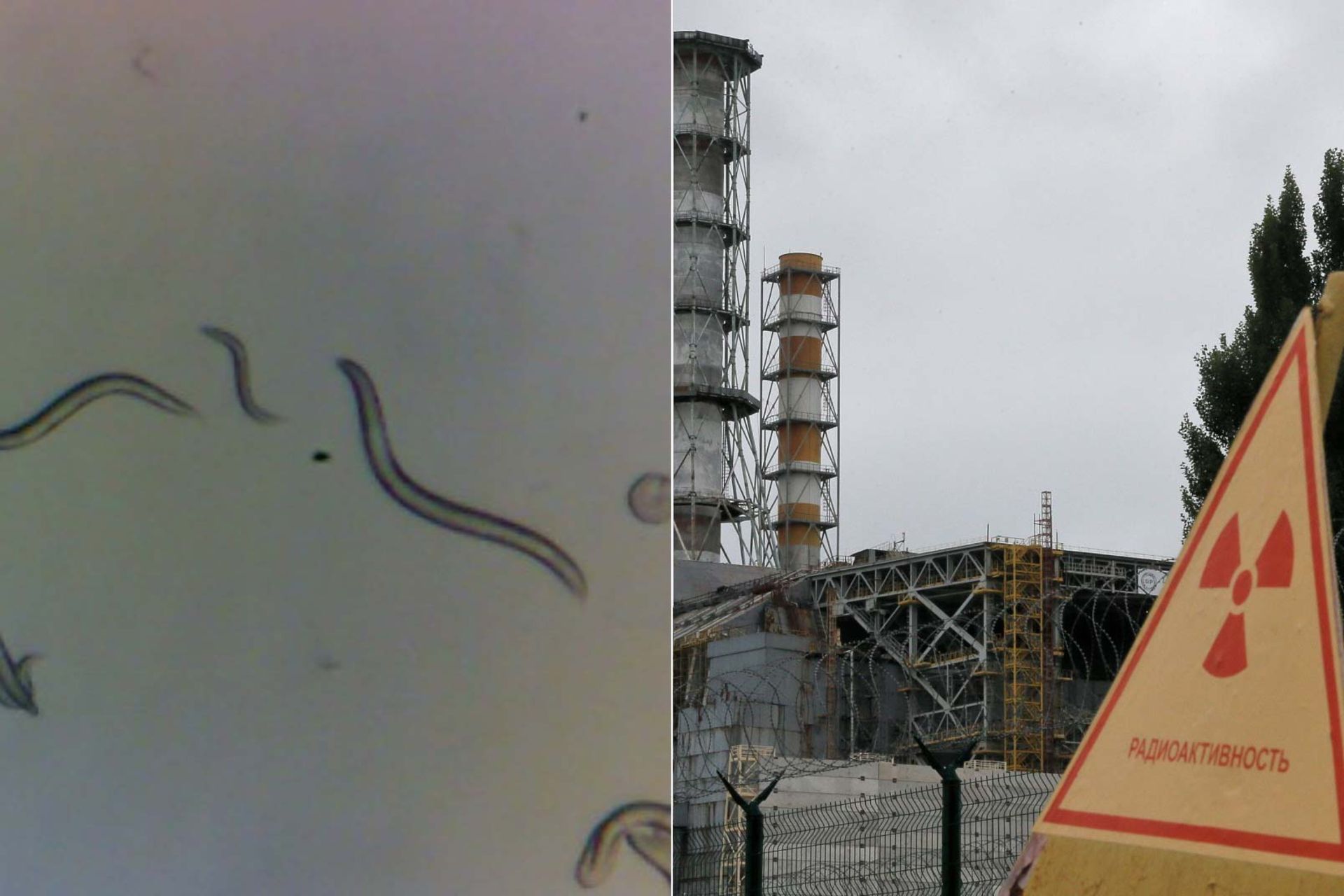 کرم‌های میکروسکوپی رادیواکتیو در کنار نمایی از نیروگاه هسته‌ای چرنوبیل