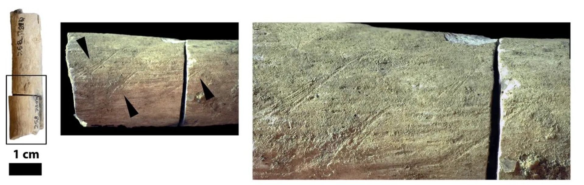 وجود شیارهای ناشی از برش روی استخوان زند زبرین (ساعد) دست راست، نشان می‌دهد که احتمالاً پیش از قرار دادن این زن روی توده هیزم، گوشت را از استخوان‌های او جدا کرده بوده‌اند.