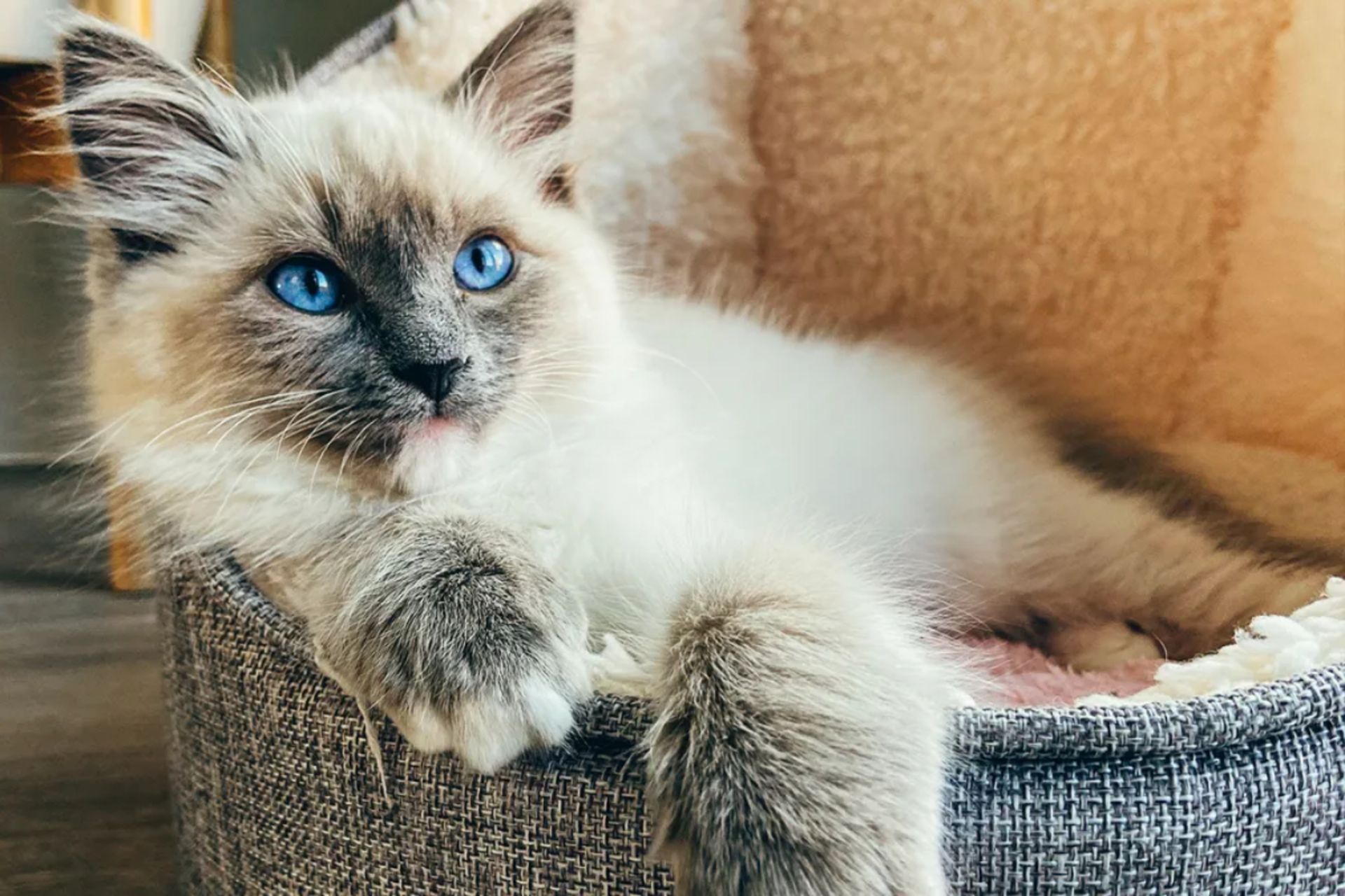 بچه گربه Ragdoll در تخت گربه استراحت می‌کند.