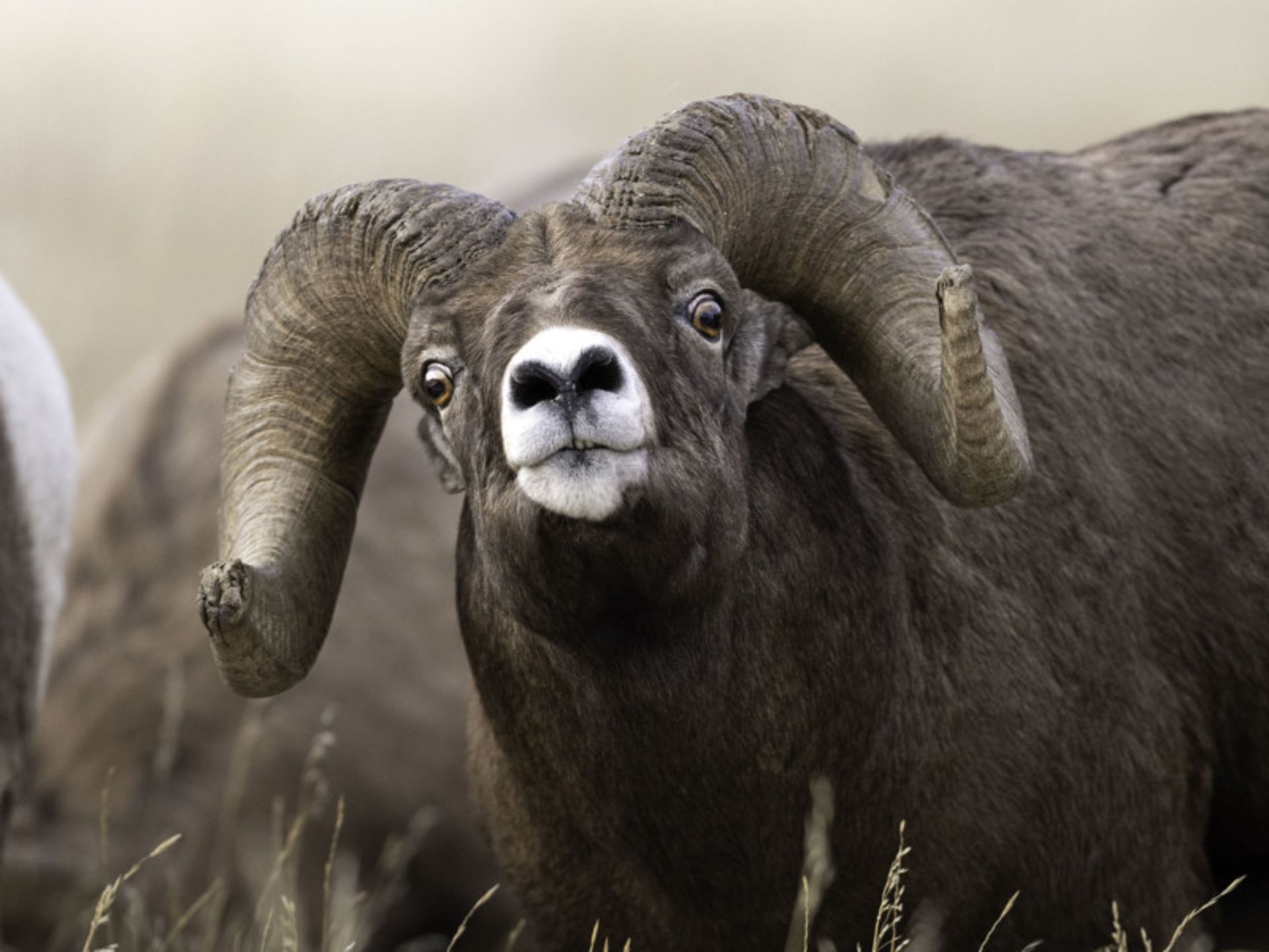 عکاسی حیات وحش