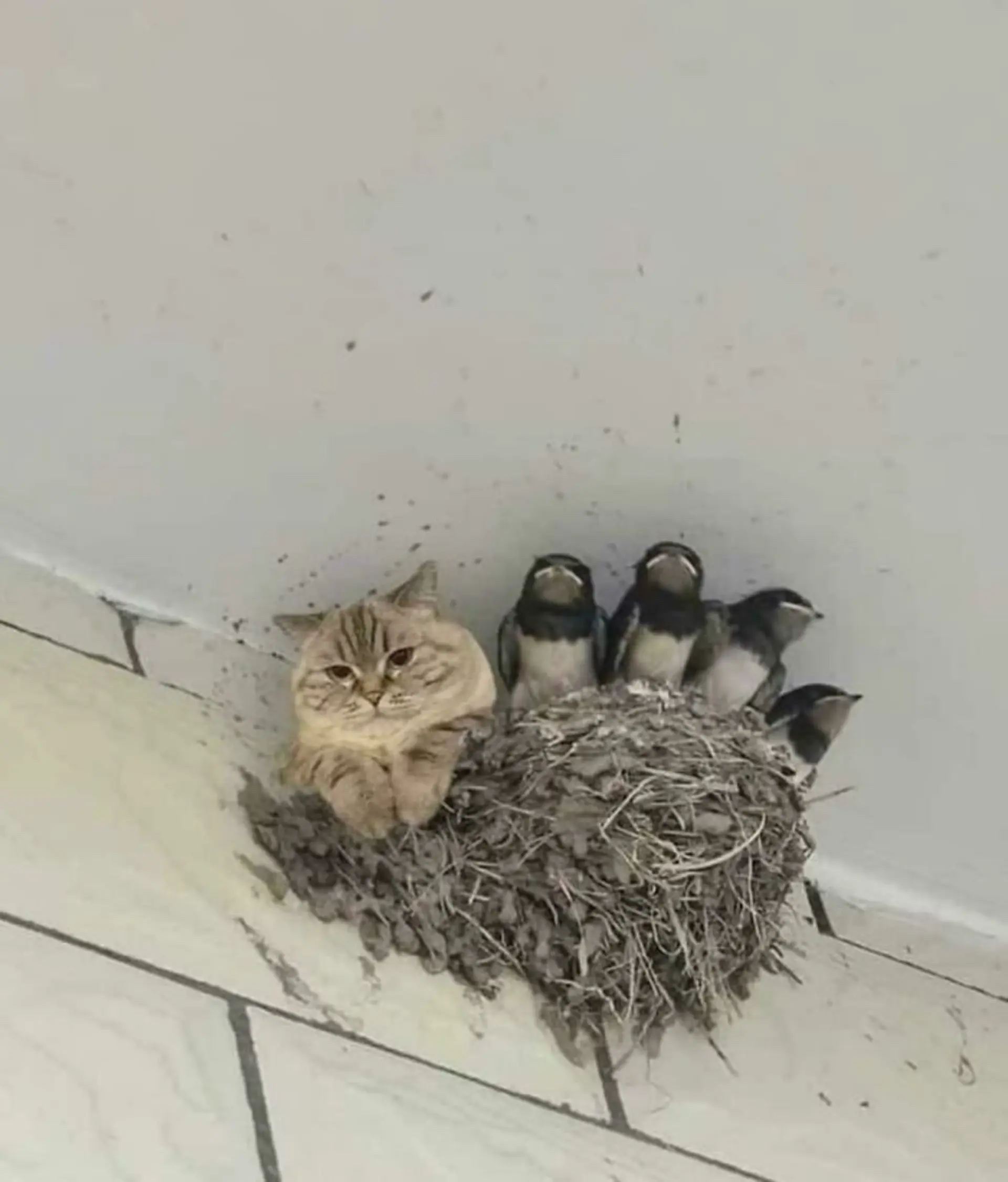 بدون شرح