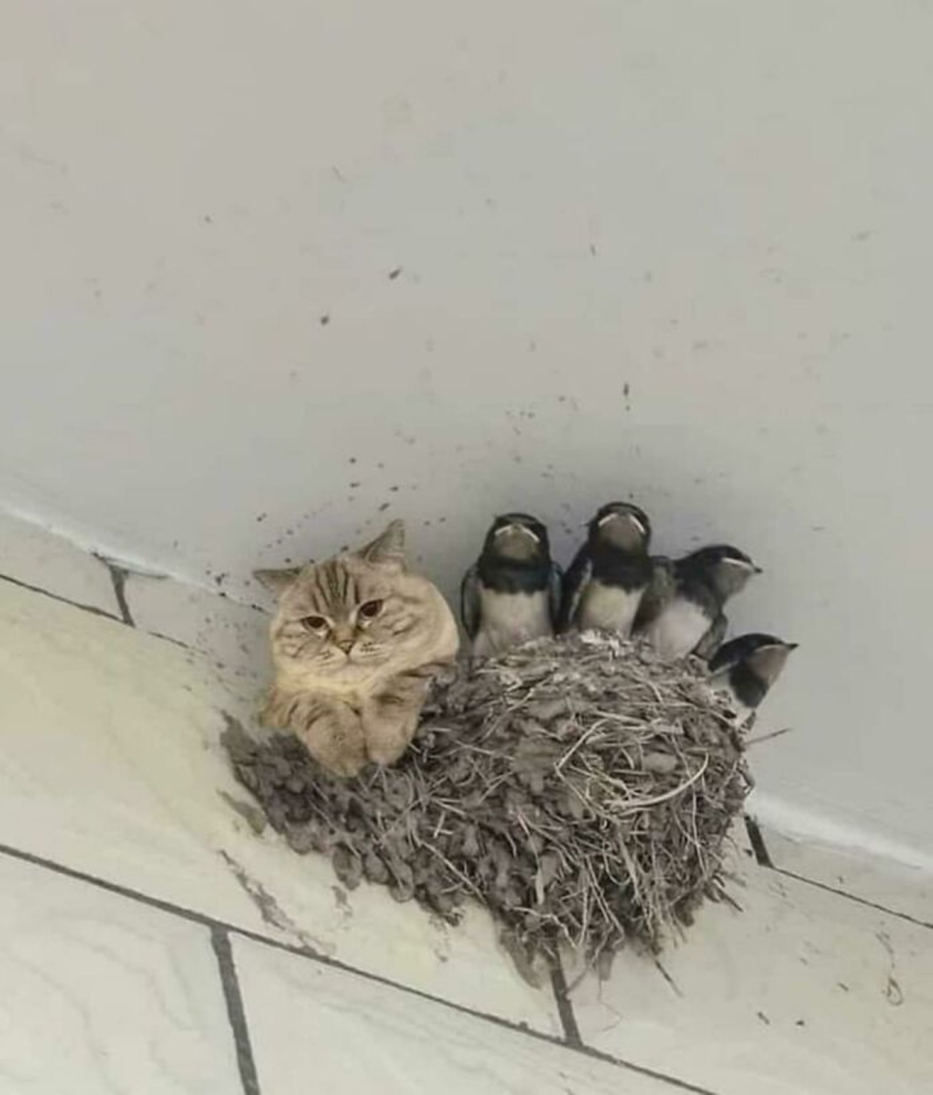 بدون شرح