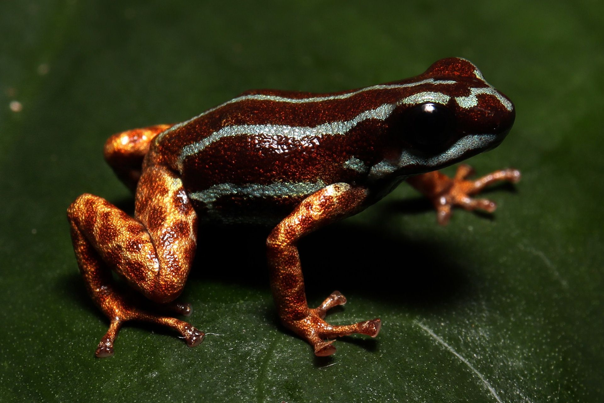 قورباغه کوچک رنگی به اندازه ناخن با پاهای طلایی کشف شده در آمازون با نام علمی Ranitomeya aetherea نشسته روی برگ درخت