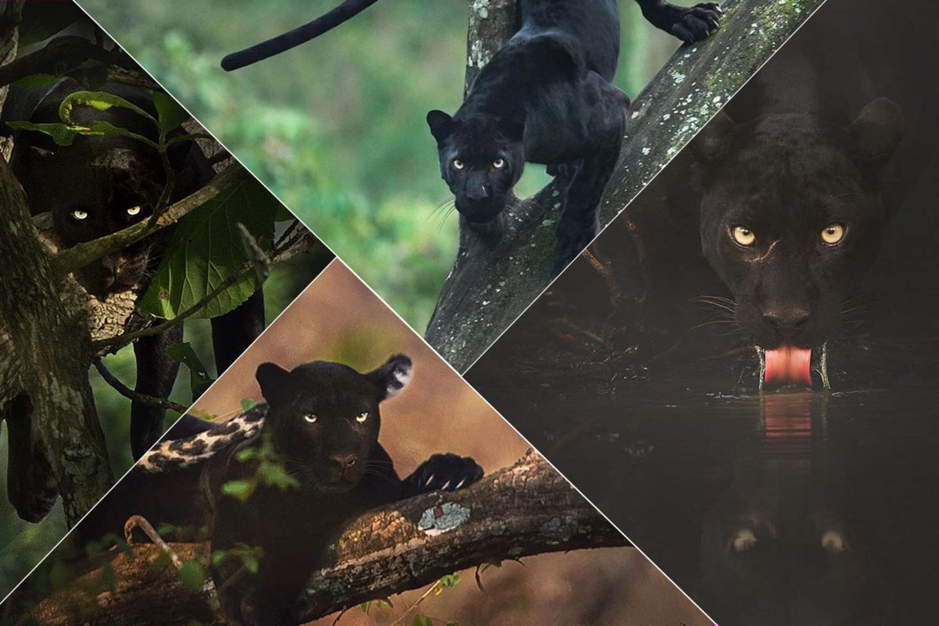 پلنگ سیاه جنگل‌های هند