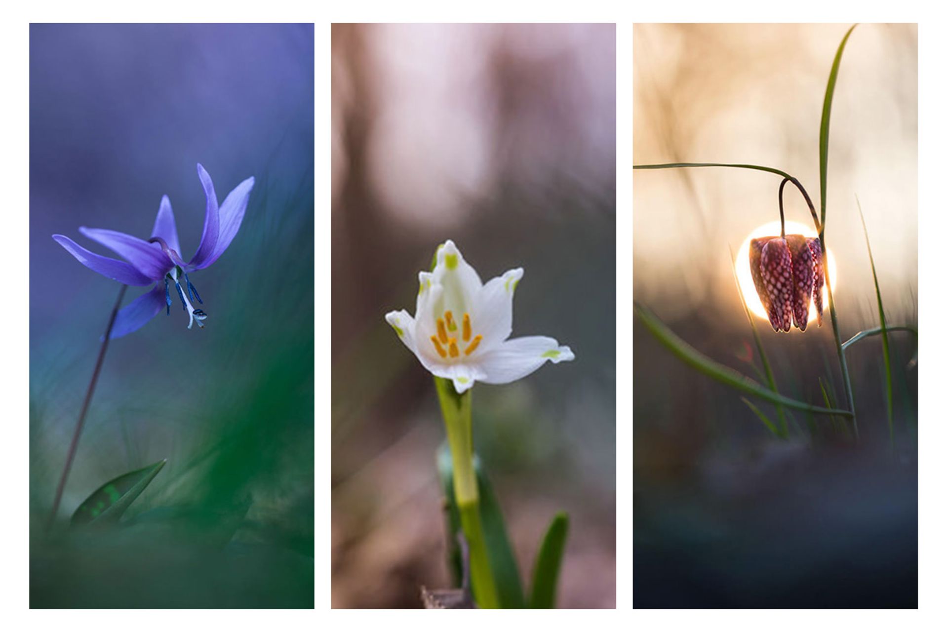 گل‌‌های کمیاب بهاری