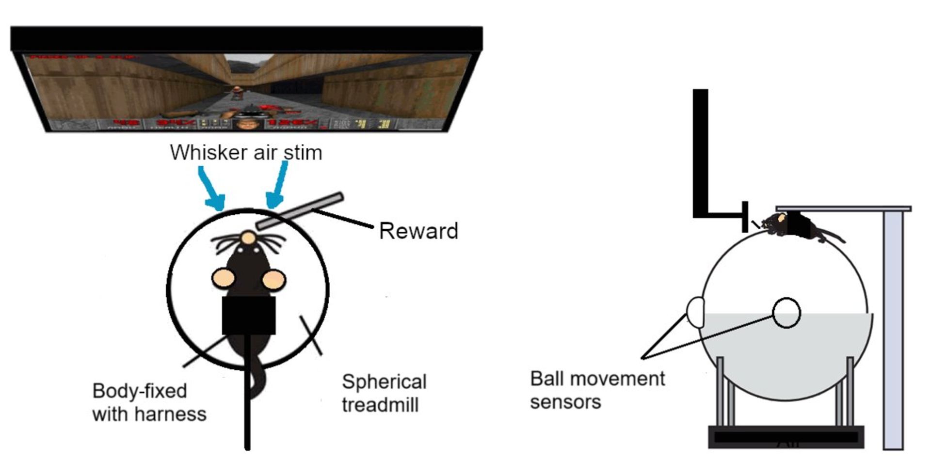 موش درحال اجرای بازی Doom
