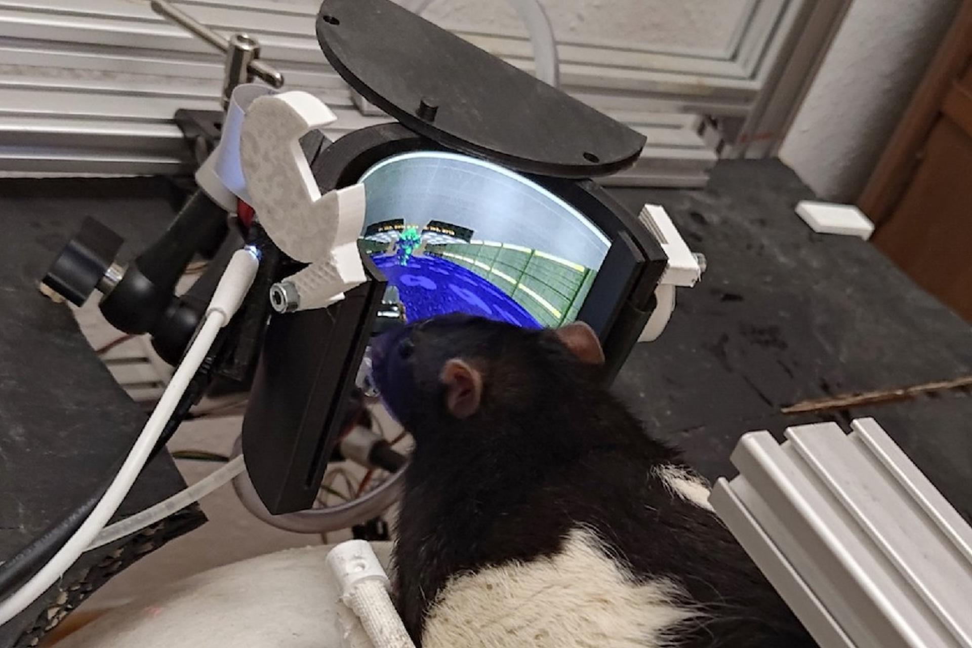 موش درحال اجرای بازی Doom