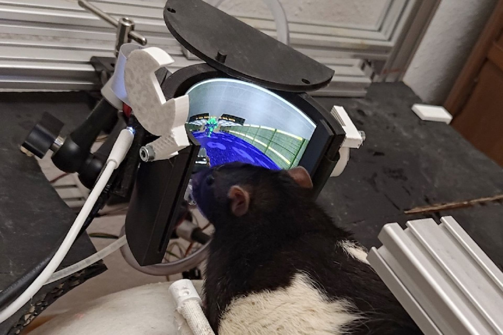 موش درحال اجرای بازی Doom