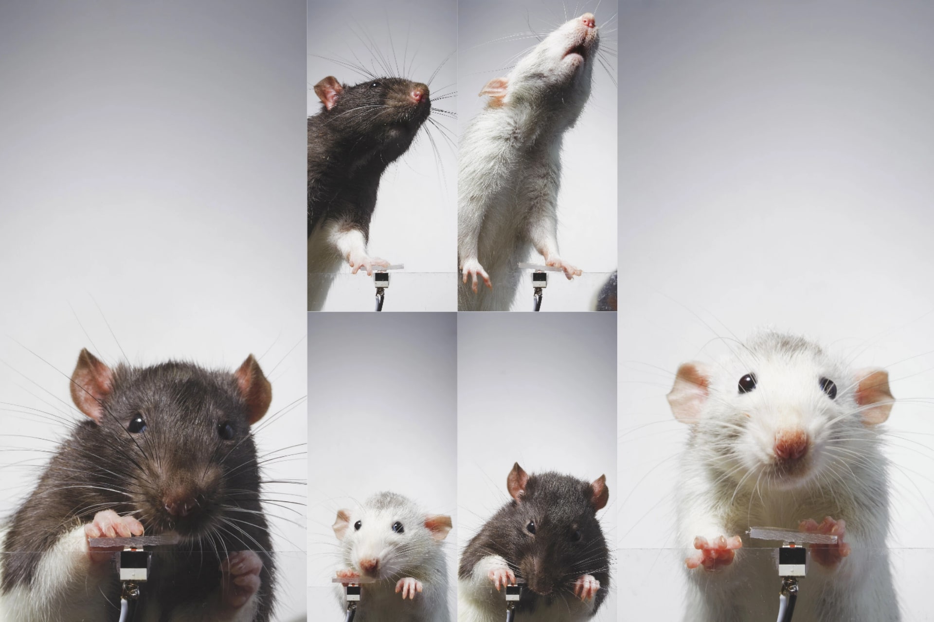 حتی موش‌ها هم از سلفی گرفتن لذت می‌برند