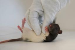 غلغلک‌دادن موش‌ها اسرار مغز آن‌ها را فاش کرد