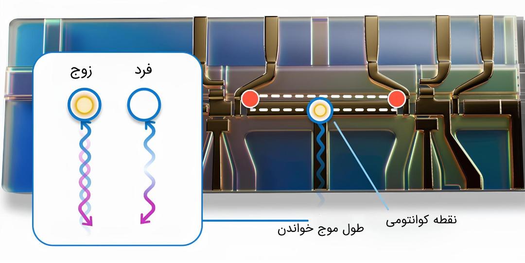 خواندن مایورانای زوج یا فرد با کمک مایکروویو