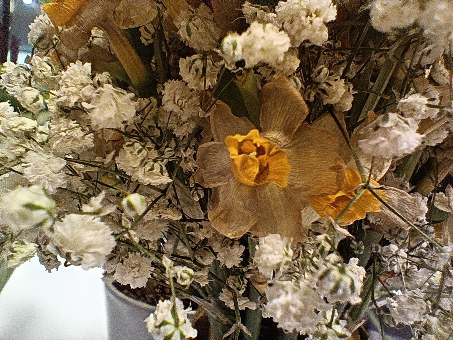 گل یاس خشک از نزدیک