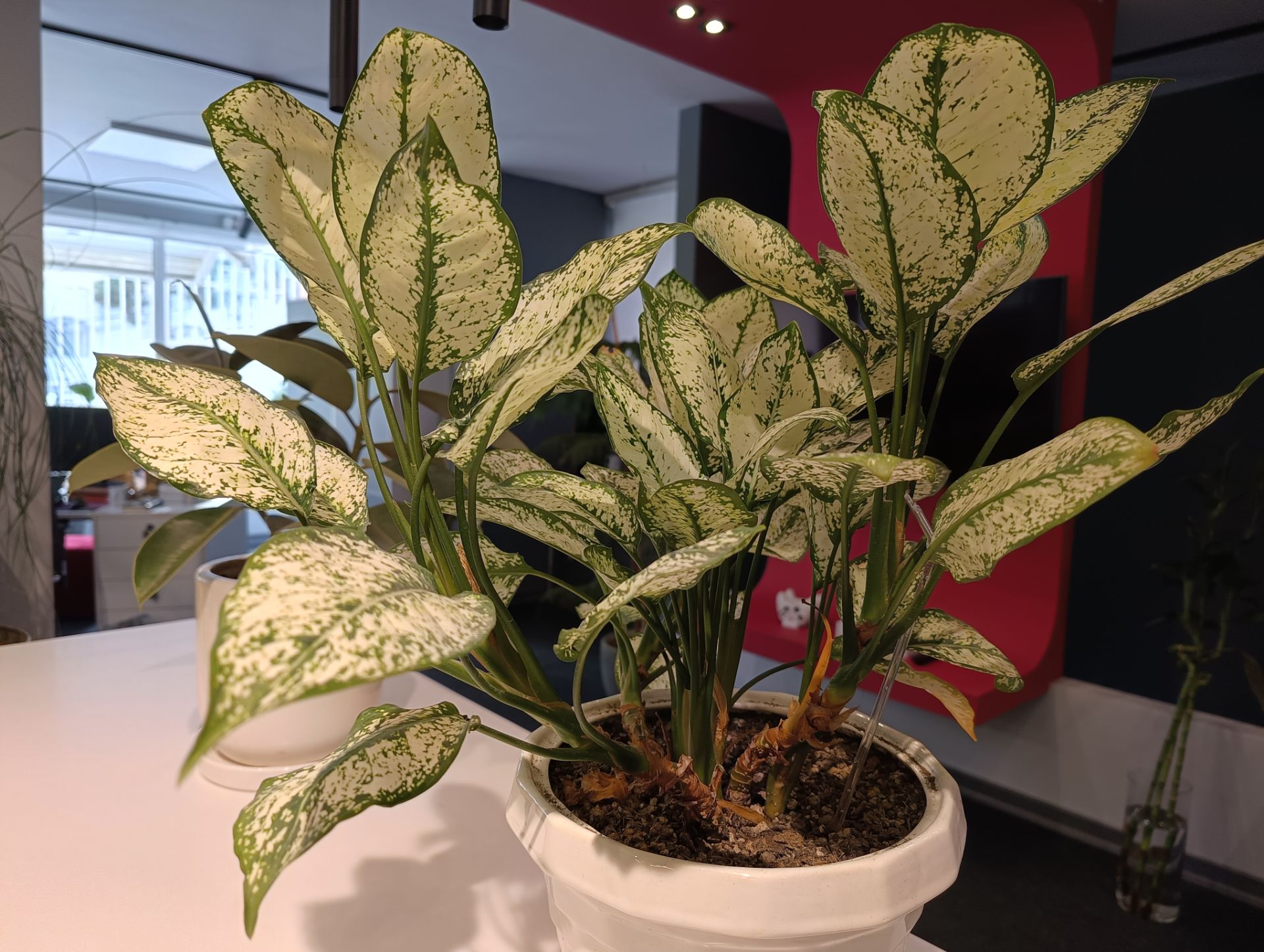 گلدان‌های دفتر زومیت