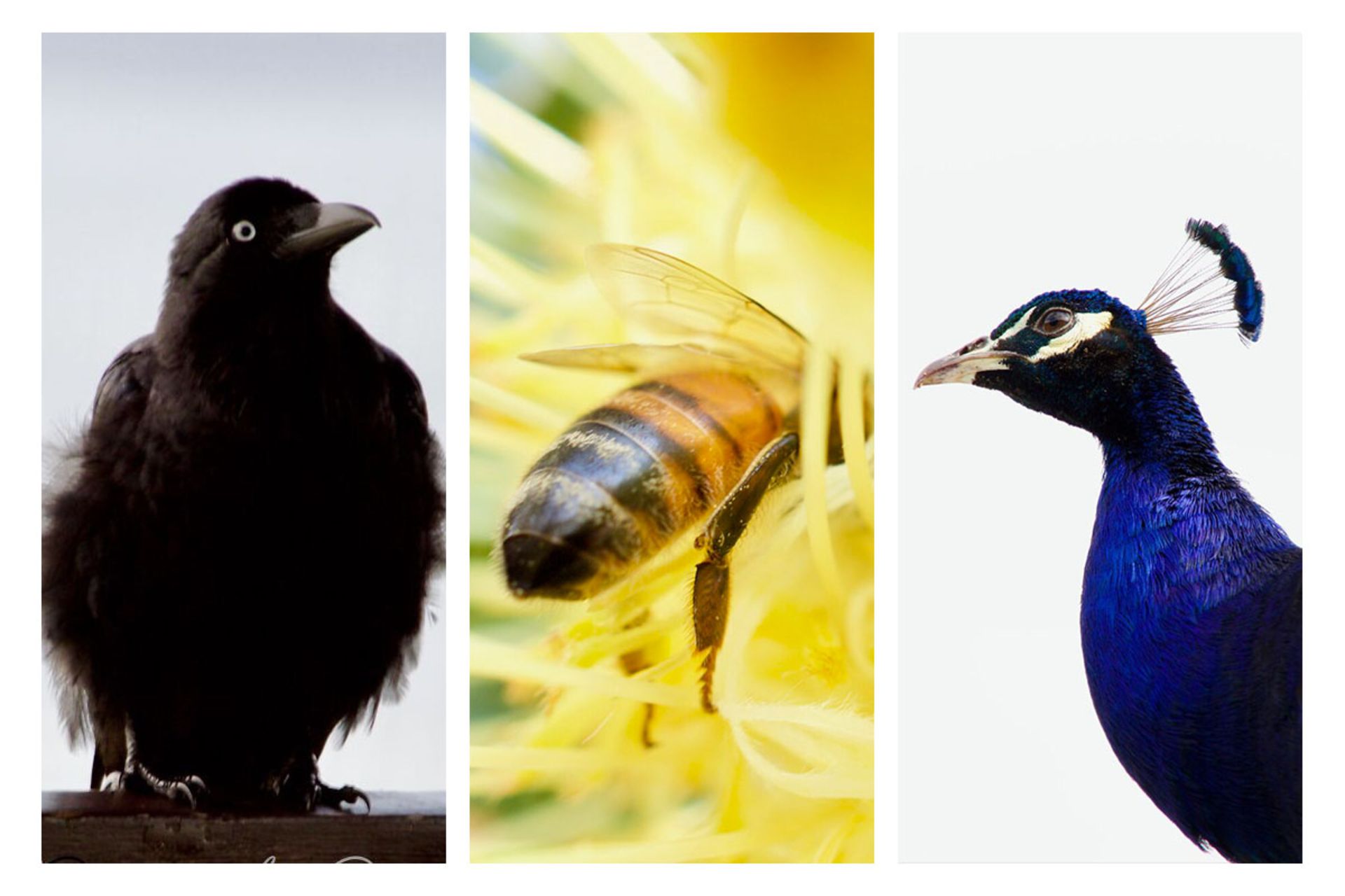 طبیعت و حیوانات استرالیا