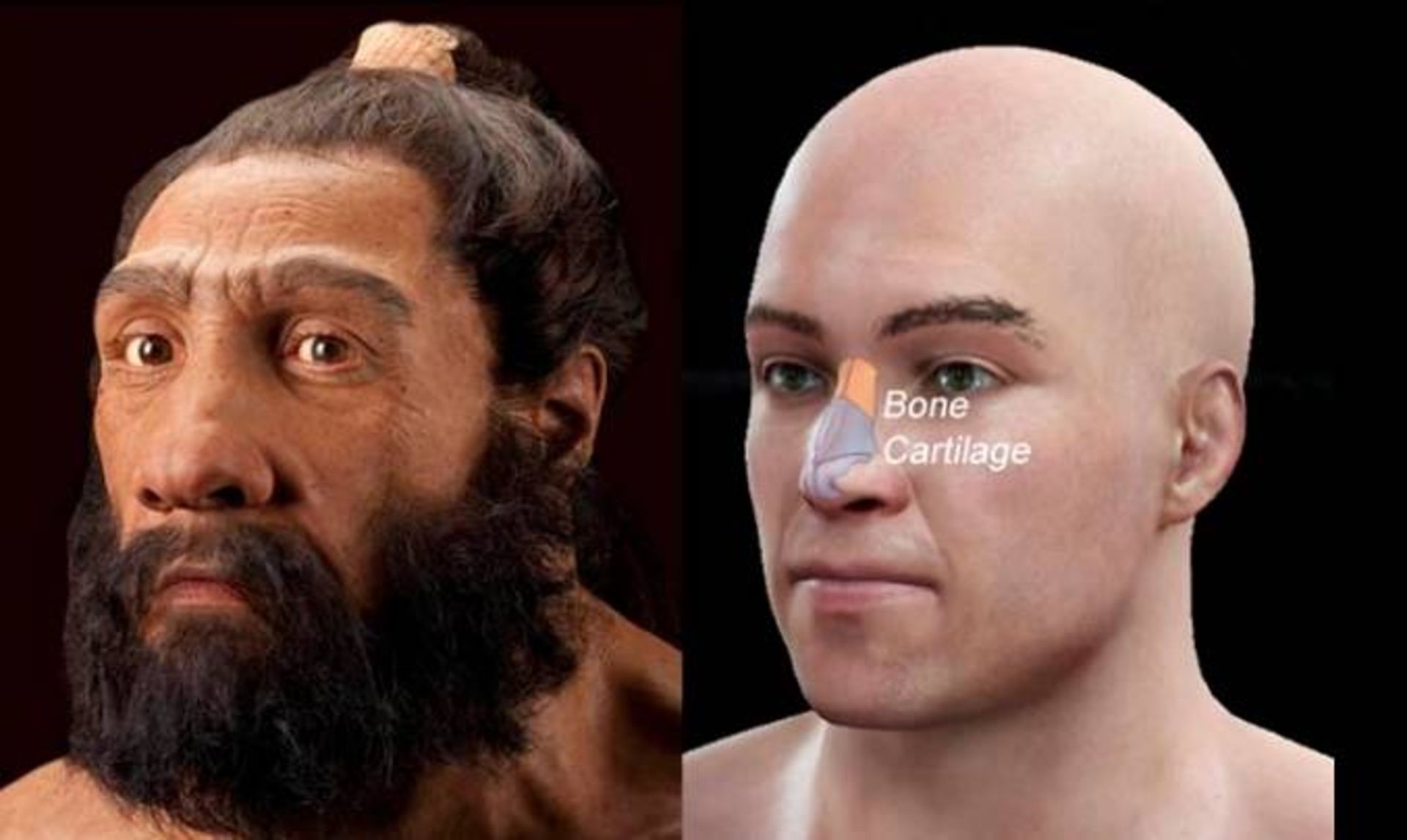 بازسازی سر انسان و نئاندرتال