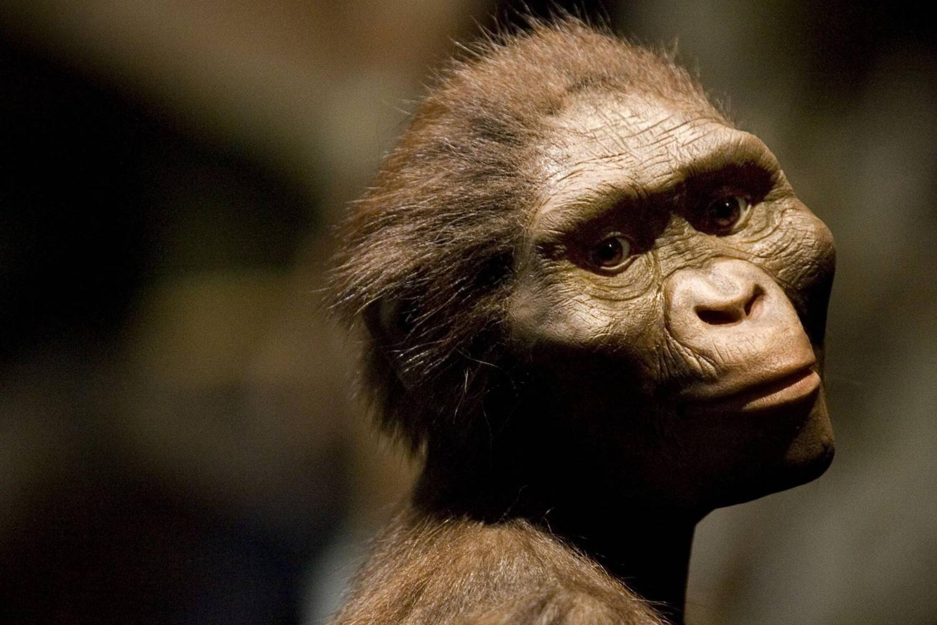 بازسازی از لوسی