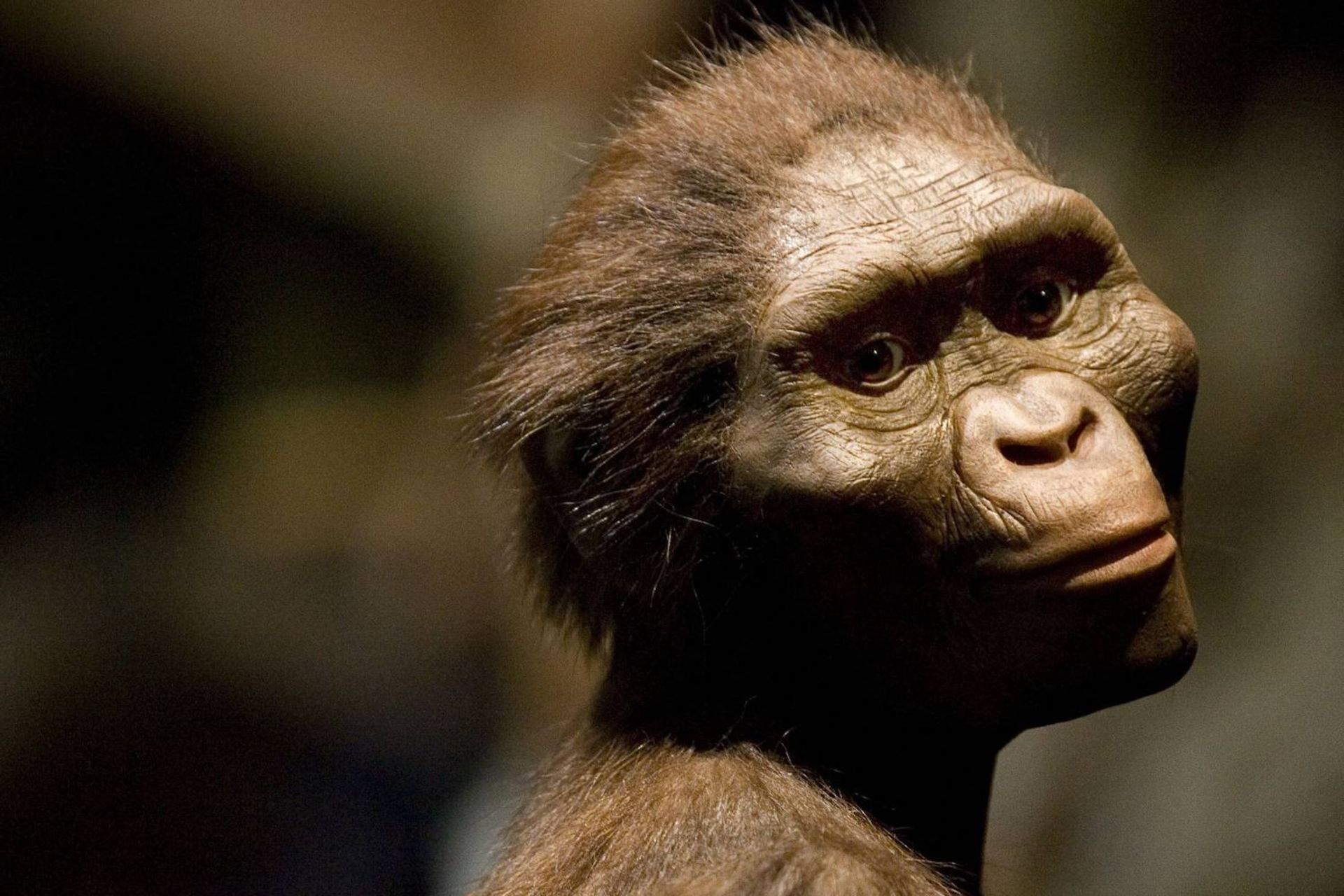 بازسازی از لوسی