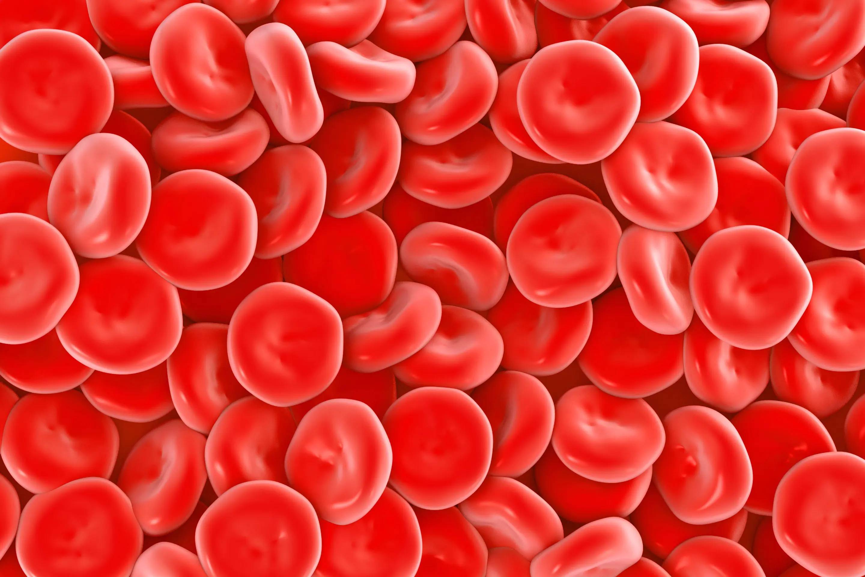 red blood cells 63ef2995c443b1e7243bb55b