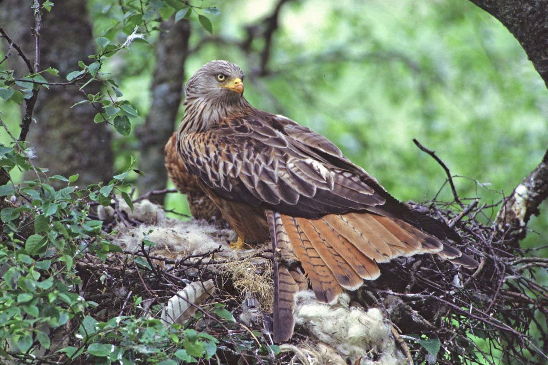 پرنده کورکور حنایی با اشیای پلاستیکی و پنبه‌ای در لانه‌اش