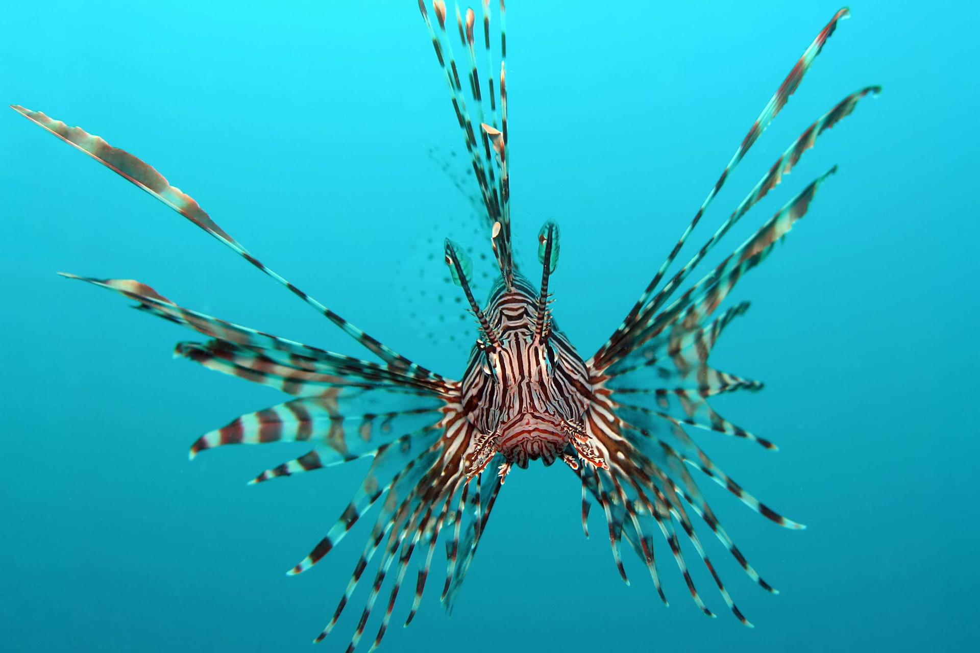 شیرماهی قرمز