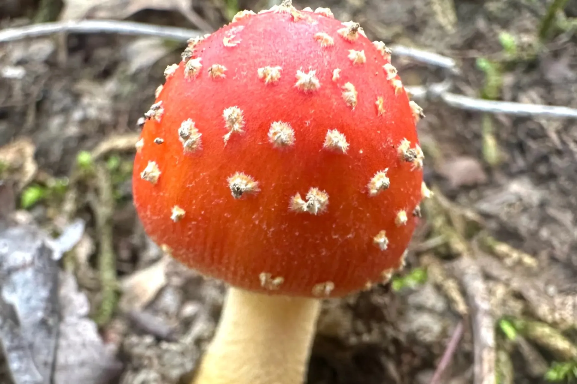 قارچ Amanita muscaria