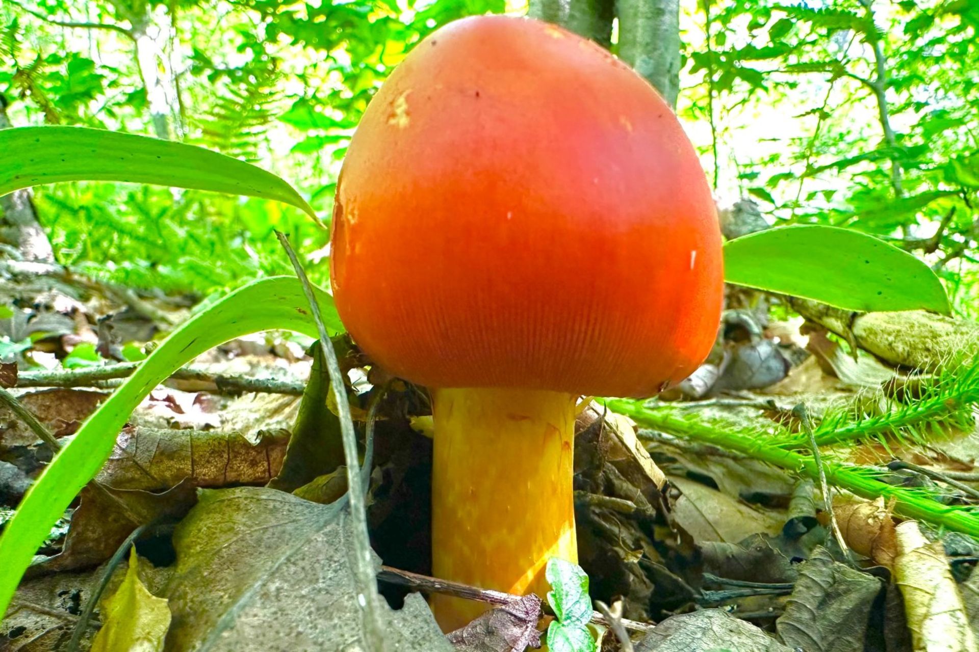 قارچ Amanita muscaria