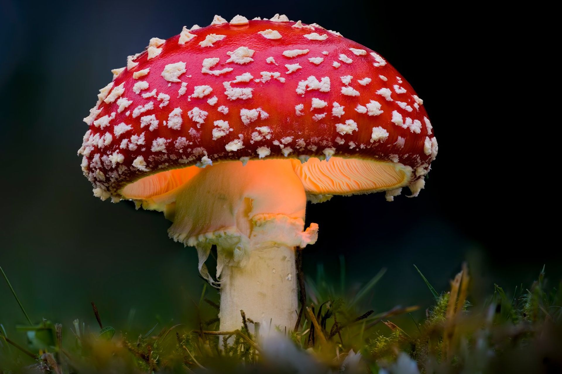 قارچ Amanita muscaria
