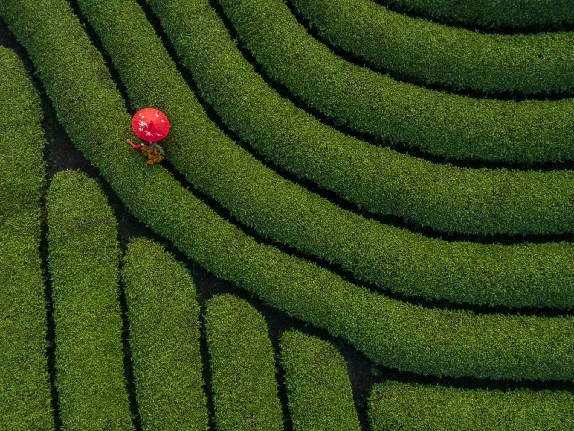 بوته‌های سبز ویتنام چتر قرمز