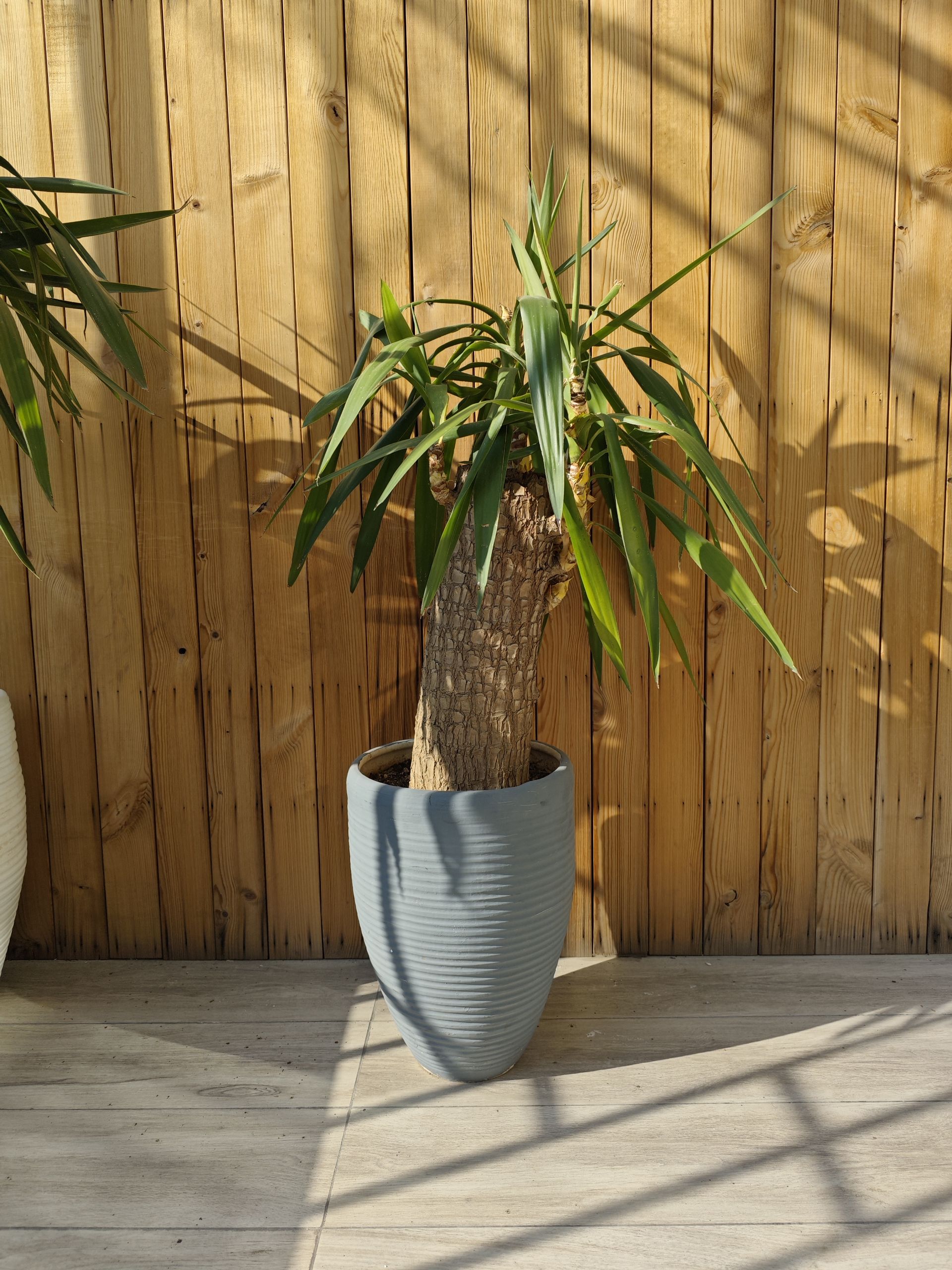 گلدان در میانه با پس‌زمینه چوبی قهوه‌ای رنگ